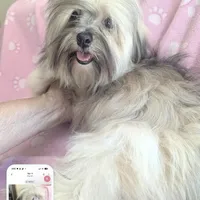 California Blessy, a female Havanese for sale in Arroyo Grande, CA – Photo 9 of 10