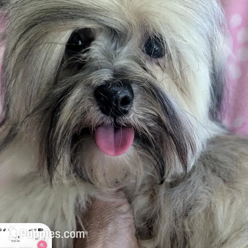 California Tina, a female Havanese for sale in Arroyo Grande, CA – Photo 7 of 10