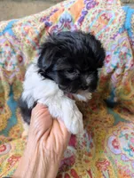 Calif-Las Vegas Tina, a female Havanese for sale in Arroyo Grande, CA – Photo 4 of 10