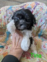 Calif-Las Vegas Tina, a female Havanese for sale in Arroyo Grande, CA – Photo 6 of 10