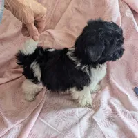 California Blessy, a female Havanese for sale in Arroyo Grande, CA – Photo 6 of 10