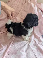 California Tina, a female Havanese for sale in Arroyo Grande, CA – Photo 6 of 10