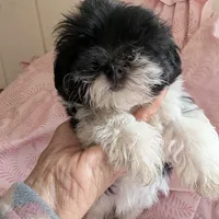 California Blessy, a female Havanese for sale in Arroyo Grande, CA – Photo 5 of 10