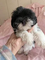 California Tina, a female Havanese for sale in Arroyo Grande, CA – Photo 5 of 10