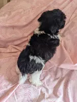 California Tina, a female Havanese for sale in Arroyo Grande, CA – Photo 3 of 10