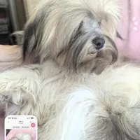 California Blessy, a female Havanese for sale in Arroyo Grande, CA – Photo 8 of 10