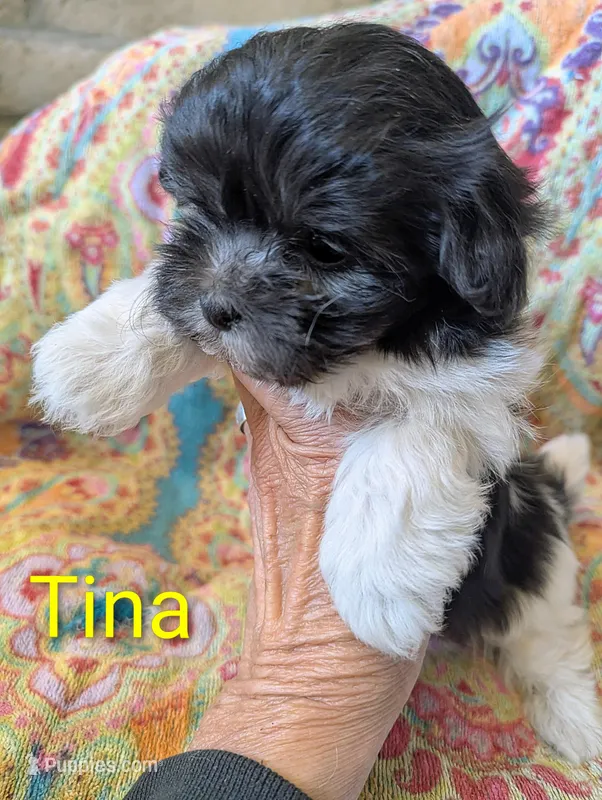 Calif-Las Vegas Tina