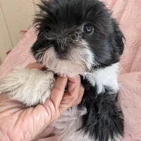 California Blessy, a female Havanese for sale in Arroyo Grande, CA – Photo 1 of 10