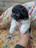 Calif-Las Vegas Tina, a female Havanese for sale in Arroyo Grande, CA – Photo 8 of 10