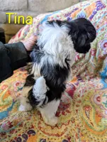 Calif-Las Vegas Tina, a female Havanese for sale in Arroyo Grande, CA – Photo 5 of 10