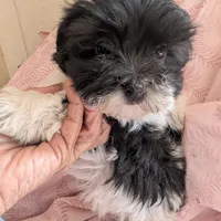 California Blessy, a female Havanese for sale in Arroyo Grande, CA – Photo 2 of 10