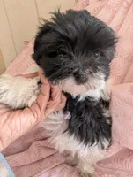 California Tina, a female Havanese for sale in Arroyo Grande, CA – Photo 2 of 10