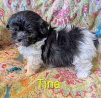 Calif-Las Vegas Tina, a female Havanese for sale in Arroyo Grande, CA – Photo 3 of 10