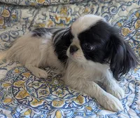 California Gichii , a male Japanese Chin for sale in Arroyo Grande, CA – 3 of 10