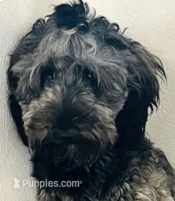 California Emerson  – Double Doodle puppy for sale in Arroyo Grande, CA