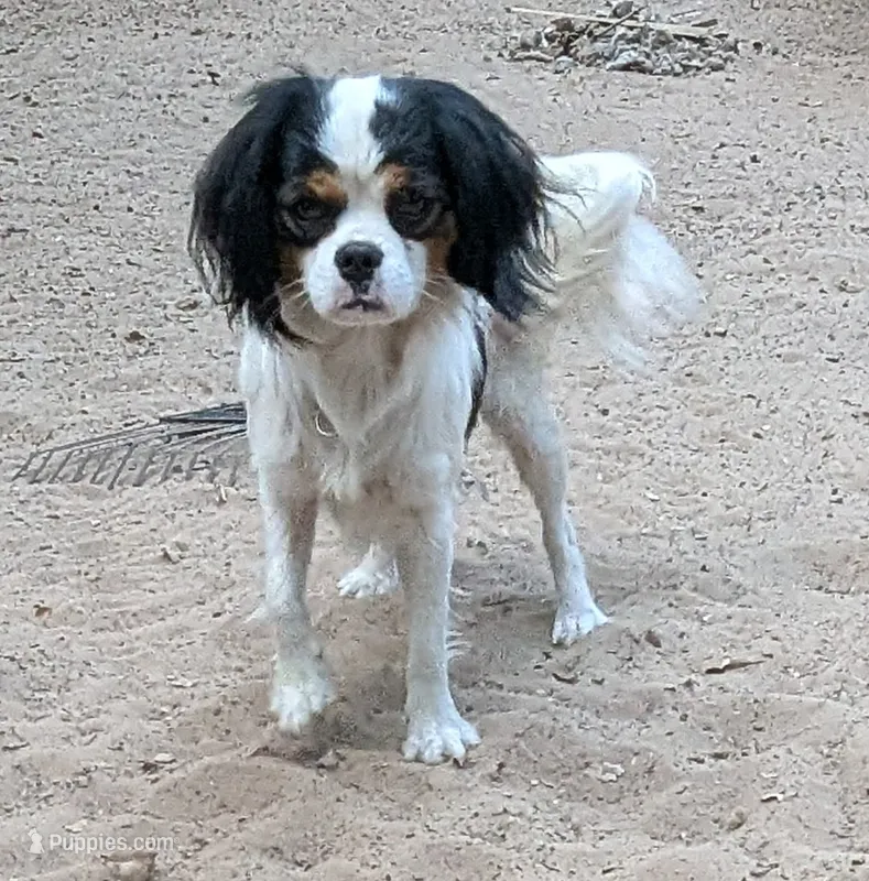 Rescue boy  – Cavalier King Charles Spaniel, Japanese Chin puppy for sale in Arroyo Grande, CA