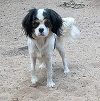 Rescue boy , a male Cavalier King Charles Spaniel and Japanese Chin for sale in Arroyo Grande, CA – 1 of 4