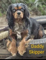 California Chelsie, a female Cavalier King Charles Spaniel for sale in Arroyo Grande, CA – Photo 10 of 10