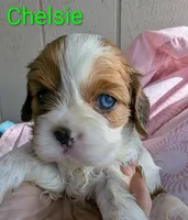 California Chelsie, a female Cavalier King Charles Spaniel for sale in Arroyo Grande, CA – Photo 4 of 10