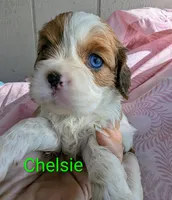 California Chelsie, a female Cavalier King Charles Spaniel for sale in Arroyo Grande, CA – Photo 6 of 10