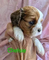 California Chelsie, a female Cavalier King Charles Spaniel for sale in Arroyo Grande, CA – Photo 7 of 10