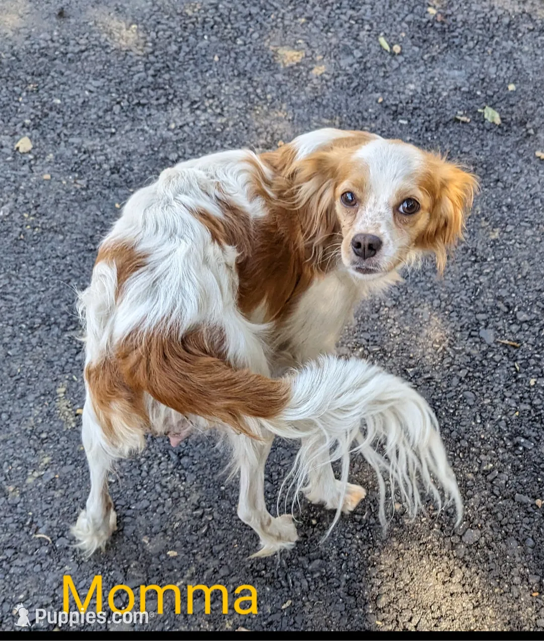 California Chelsie, a female Cavalier King Charles Spaniel for sale in Arroyo Grande, CA – Photo 5 of 10