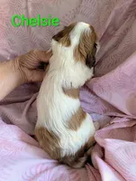 California Chelsie, a female Cavalier King Charles Spaniel for sale in Arroyo Grande, CA – Photo 8 of 10