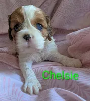 California Chelsie, a female Cavalier King Charles Spaniel for sale in Arroyo Grande, CA – Photo 2 of 10