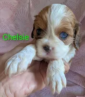 California Chelsie, a female Cavalier King Charles Spaniel for sale in Arroyo Grande, CA – Photo 3 of 10