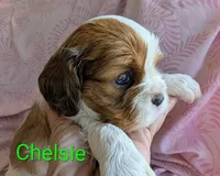 California Chelsie, a female Cavalier King Charles Spaniel for sale in Arroyo Grande, CA – Photo 1 of 10