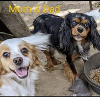 California Chelsie, a female Cavalier King Charles Spaniel for sale in Arroyo Grande, CA – Photo 9 of 10