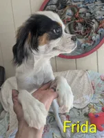 California Frida, a female Cavalier King Charles Spaniel and Japanese Chin for sale in Arroyo Grande, CA – 5 of 9