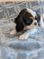 California Dean, a male Cavalier King Charles Spaniel for sale in Arroyo Grande, CA – 5 of 10