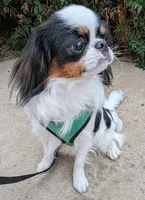 California Eddie, a male Japanese Chin for sale in Arroyo Grande, CA – 6 of 9
