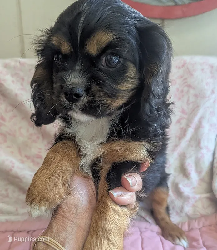 California/Oregon  – Cavalier King Charles Spaniel puppy for sale in Arroyo Grande, CA