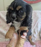 California/Oregon , a female Cavalier King Charles Spaniel for sale in Arroyo Grande, CA – 1 of 10