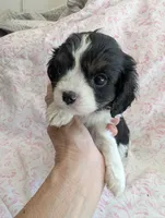 CALIFORNIA Torrey, a female Cavalier King Charles Spaniel for sale in Arroyo Grande, CA – 7 of 10