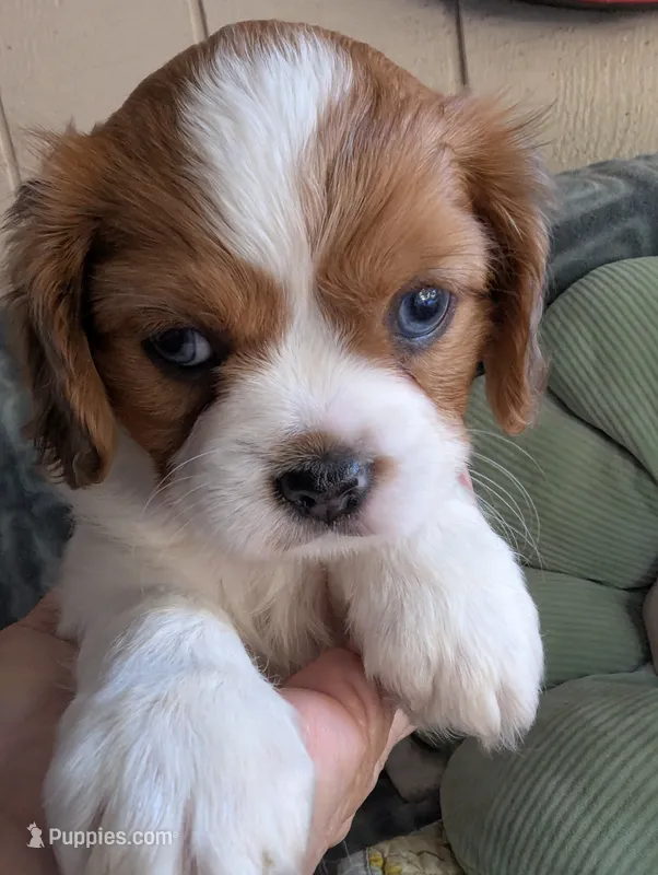 California Arthur  – Cavalier King Charles Spaniel puppy for sale in Arroyo Grande, CA