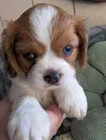 California Arthur , a male Cavalier King Charles Spaniel for sale in Arroyo Grande, CA – 1 of 10