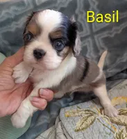 California Basil Blue Eyes, a male Cavalier King Charles Spaniel for sale in Arroyo Grande, CA – 2 of 10