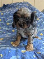 California/Oregon Tyler, a male Cavalier King Charles Spaniel for sale in Arroyo Grande, CA – 5 of 10