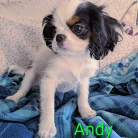 California Andy, a male Cavalier King Charles Spaniel for sale in Arroyo Grande, CA – Photo 5 of 10