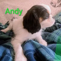 California Andy, a male Cavalier King Charles Spaniel for sale in Arroyo Grande, CA – Photo 6 of 10