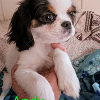 California Andy, a male Cavalier King Charles Spaniel for sale in Arroyo Grande, CA – Photo 8 of 10