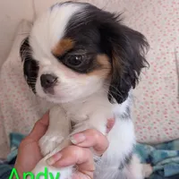 California Andy, a male Cavalier King Charles Spaniel for sale in Arroyo Grande, CA – Photo 3 of 10