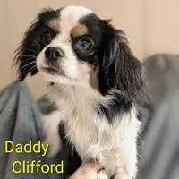 California Andy, a male Cavalier King Charles Spaniel for sale in Arroyo Grande, CA – Photo 9 of 10