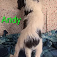 California Andy, a male Cavalier King Charles Spaniel for sale in Arroyo Grande, CA – Photo 4 of 10