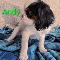 California Andy, a male Cavalier King Charles Spaniel for sale in Arroyo Grande, CA – Photo 1 of 10