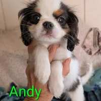California Andy, a male Cavalier King Charles Spaniel for sale in Arroyo Grande, CA – Photo 2 of 10