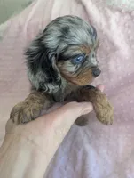 California Jazzy, a female Cavalier King Charles Spaniel for sale in Arroyo Grande, CA – 4 of 10
